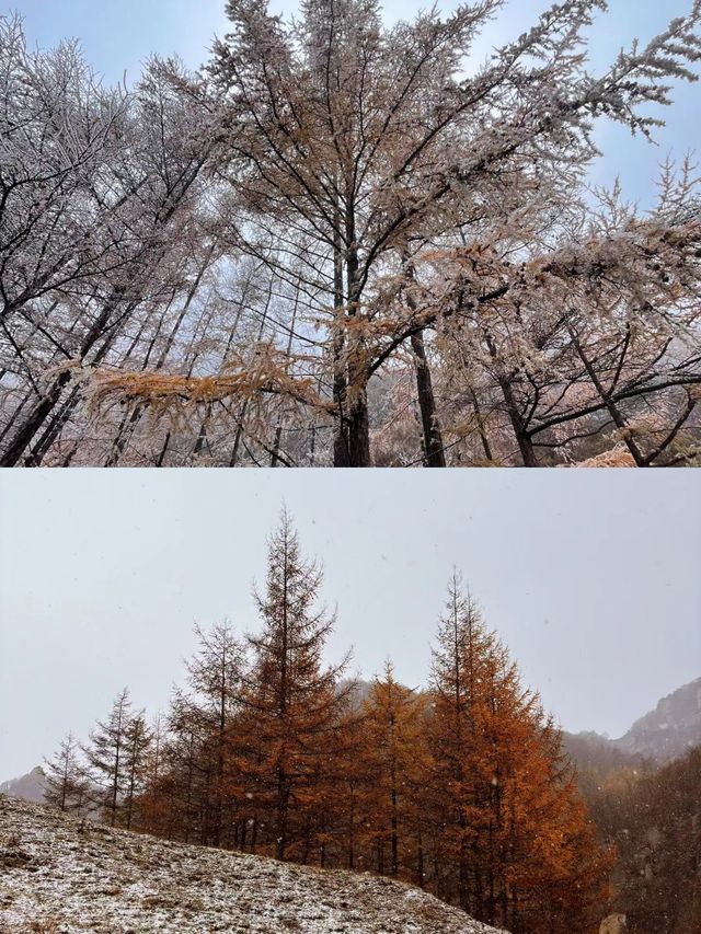 10月20日中台山雪景實拍。