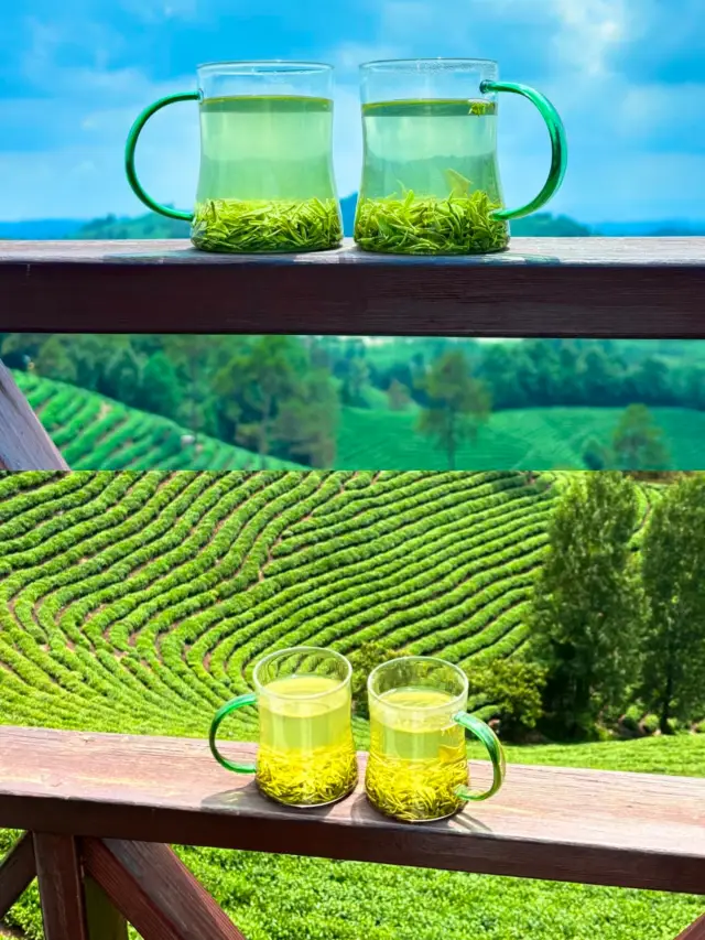 Xinyang Tea Mountain