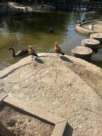 河南漯河神州鳥園｜去了不後悔的鳥園。