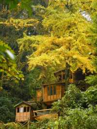 貓貓廟就去開啟行山之旅。