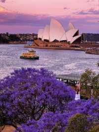 Sydney's Jacaranda Season is Here: 6 Stunning Photo Spots