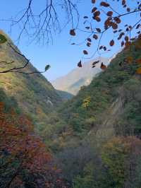 秋遊記‖撿秋的風颳到了太平森林公園。