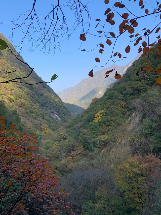 秋遊記‖撿秋的風颳到了太平森林公園。