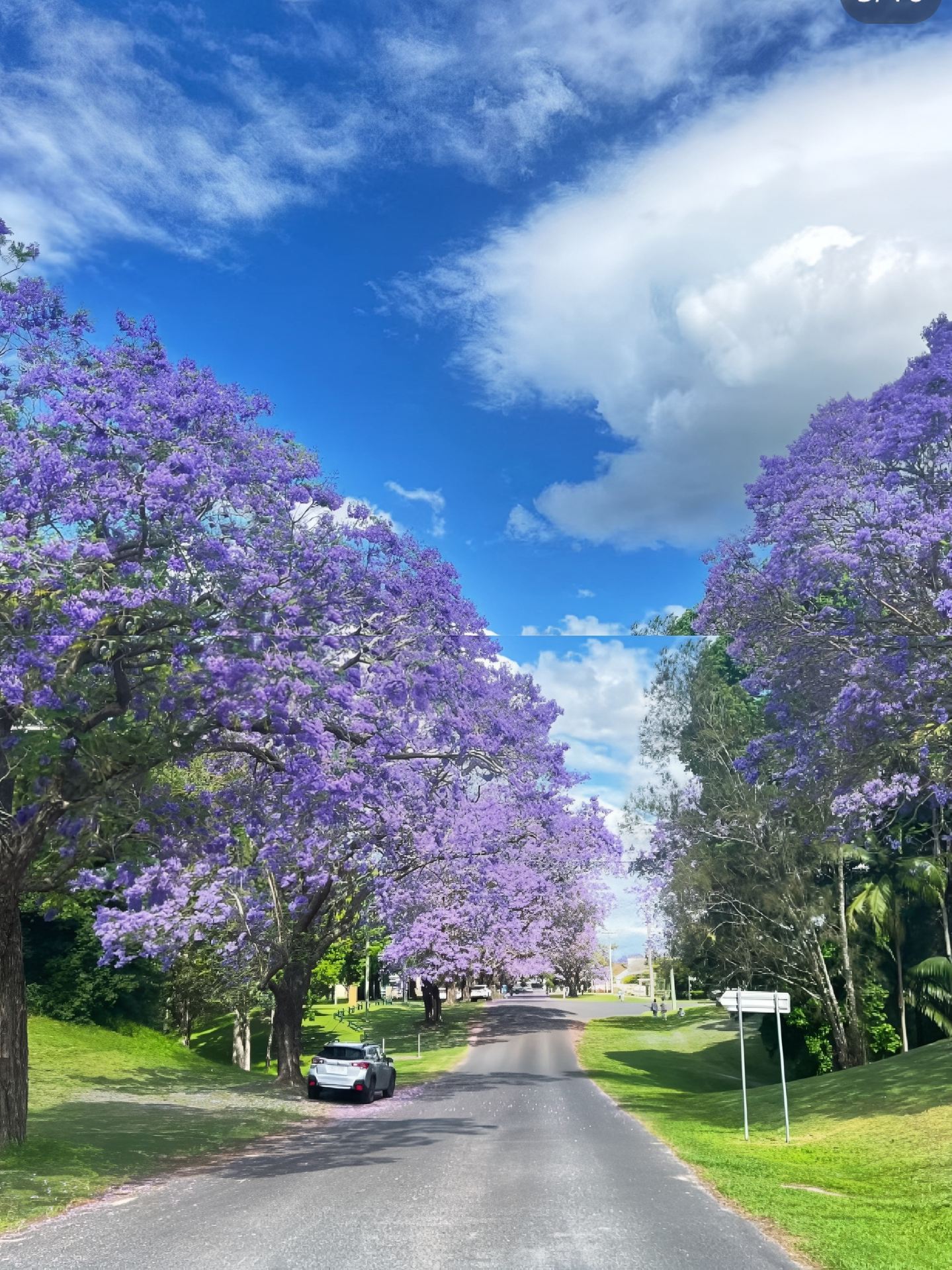 The town of Grafton is so beautiful with its purple sea of ​​flowers.