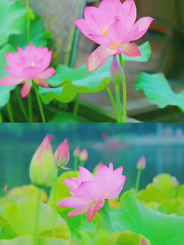 荷花博覽園綻放盛夏之美，驚艷你的朋友圈。