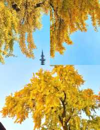 12月一定要來蘇州定慧寺，不然真的後悔。