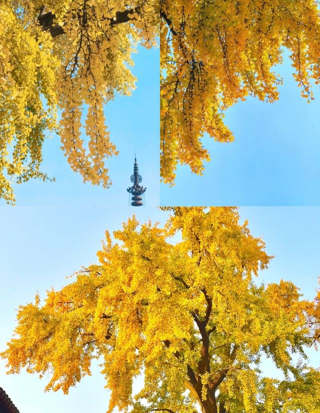 12月一定要來蘇州定慧寺，不然真的後悔。