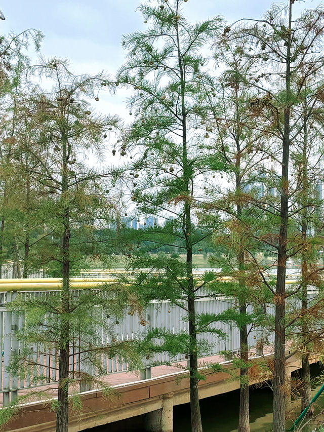 在廣州，離地鐵200米的大草坪沿湖碧道！