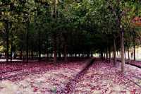 生活處處有驚喜~~廊下郊野公園。