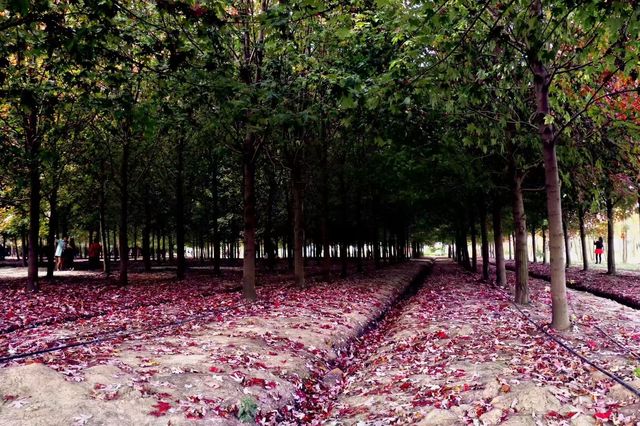 生活處處有驚喜~~廊下郊野公園。