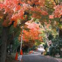 京都 ｜紅葉濃度最盛 絕美的嵐山路線