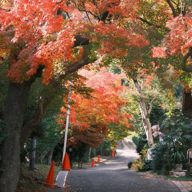 京都 ｜紅葉濃度最盛 絕美的嵐山路線