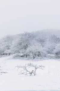 仙女山·重慶人自己的北海道