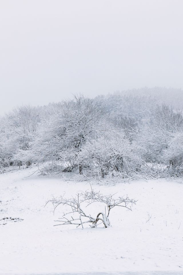 仙女山·重慶人自己的北海道