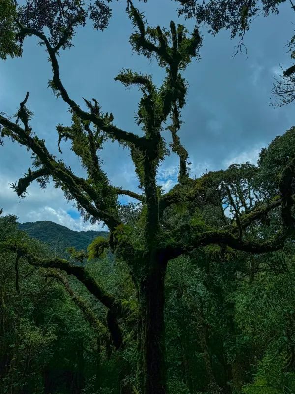 傳說中的雲南蟲谷，哀牢山原始森林