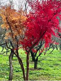 南京的「莫奈花園」｜明孝陵