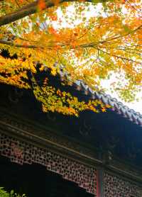 上海賞葉：桂林公園的紅葉與銀杏，12.7拍攝