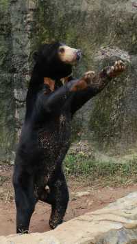 杭州野生動物園