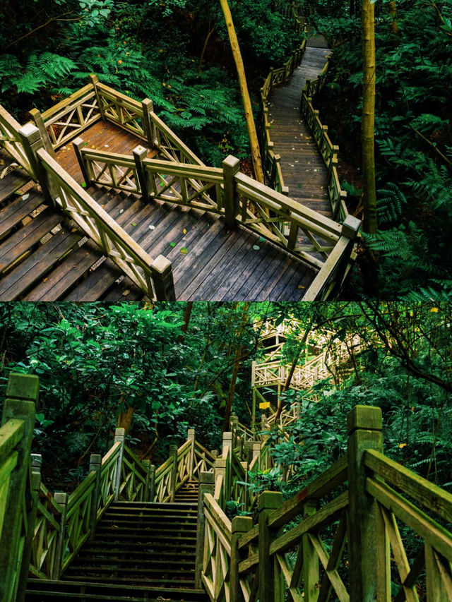 行山不一定要辛苦嗎?|良鳳江森林公園 行山不一定要辛苦嗎?|良鳳江森林公園
