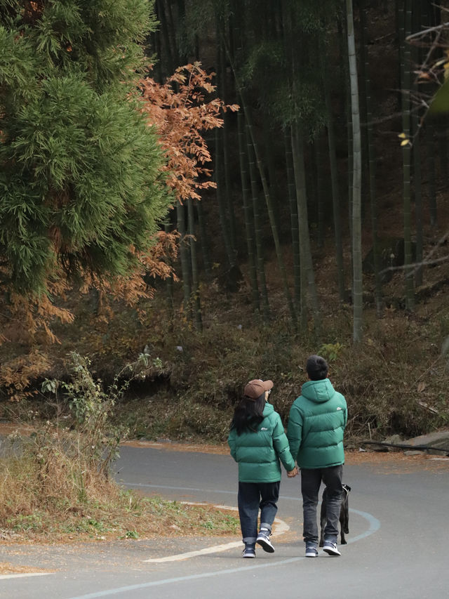 江浙滬周末出行｜中國金錢松森林公園