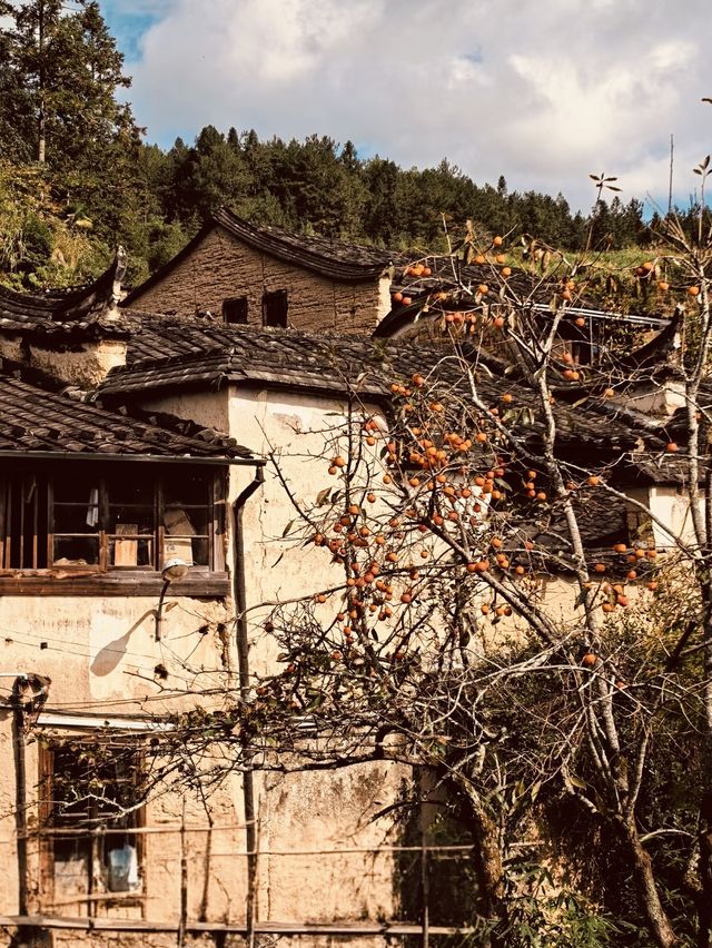 一霜一柿意秋寒，一降一紅亦漸冬。