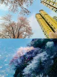 探秘蒼溪梨文化博覽園，品味千年梨韻