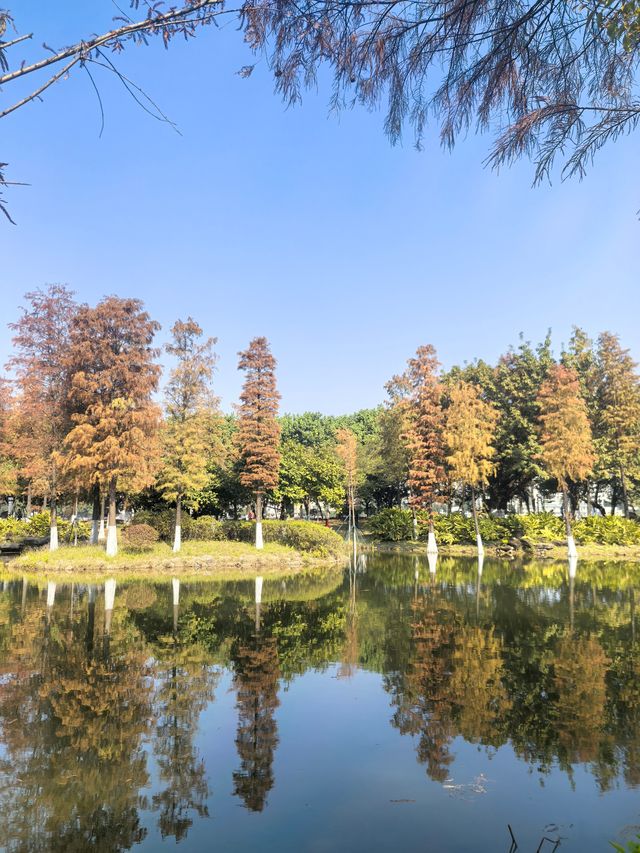 廣州生物島：水墨園的落羽杉