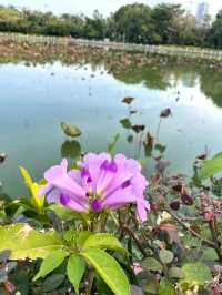 任何人錯過這個公園我都會傷心的泉州東湖公園絕美