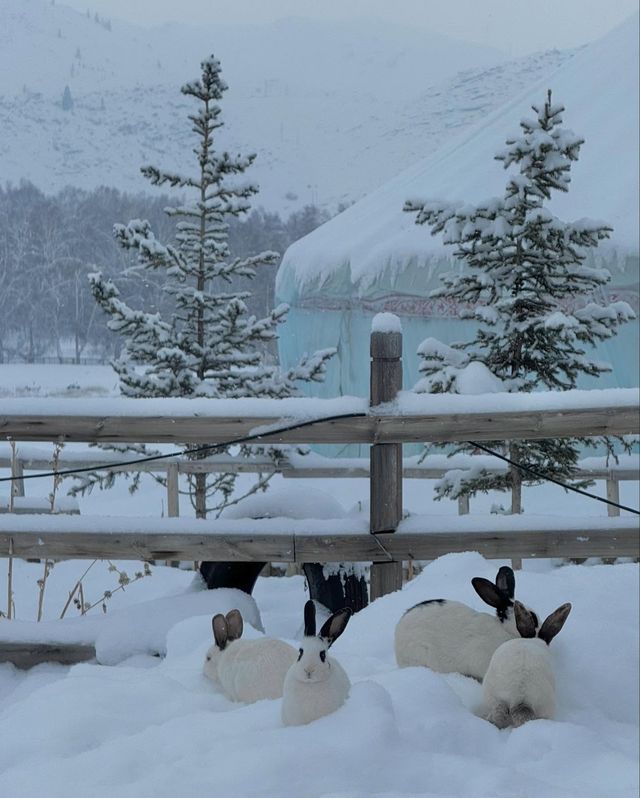 雪國奇遇記：冬日可可托海