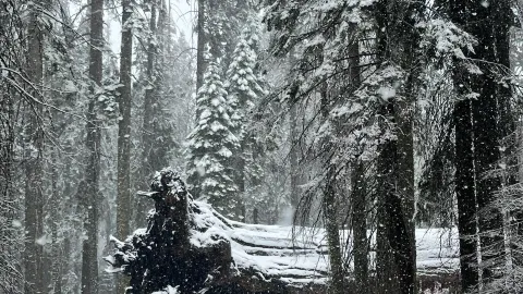 Giant Forest | Sequoia National Park, a Winter Wonderland! — traveler post in Three Rivers