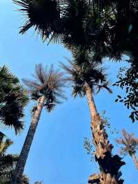 西雙版納-普洱熊貓奇緣超詳細攻略帶你玩轉國寶樂園