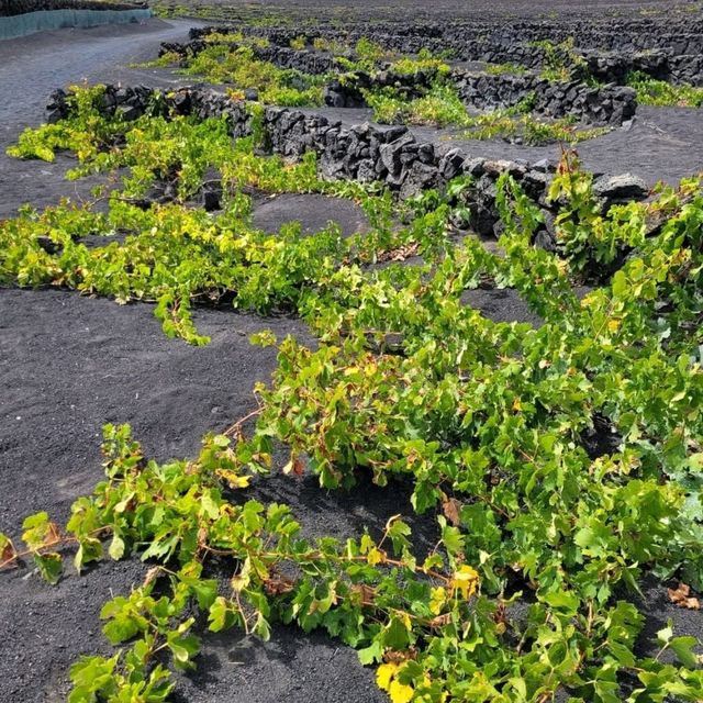 西班牙𝗟𝗮𝗻𝘇𝗮𝗿𝗼𝘁𝗲火山都有葡萄園