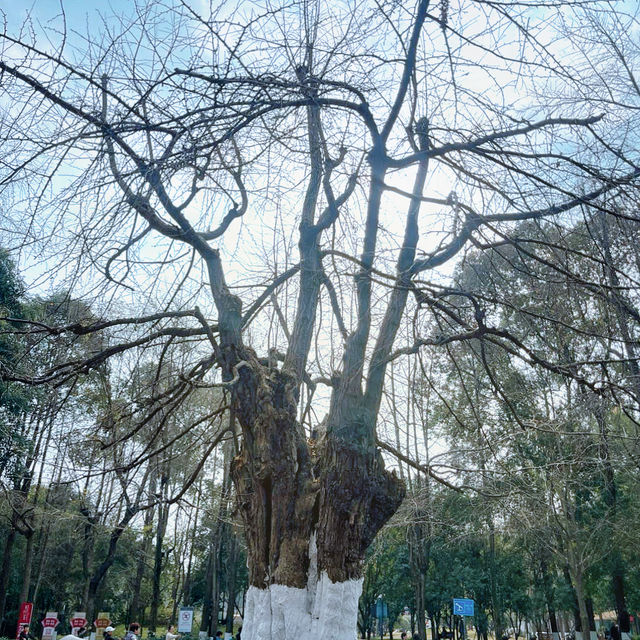 成都隱藏的秘密花園，竟然有這些讓人驚艷的景點！