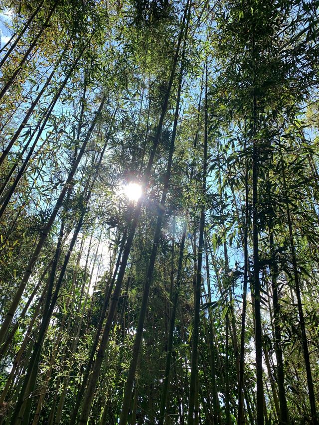 神農架-宜昌-兩壩一峽3日遊 超詳細攻略助你嗨翻天