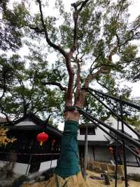 醉白池臘梅開了