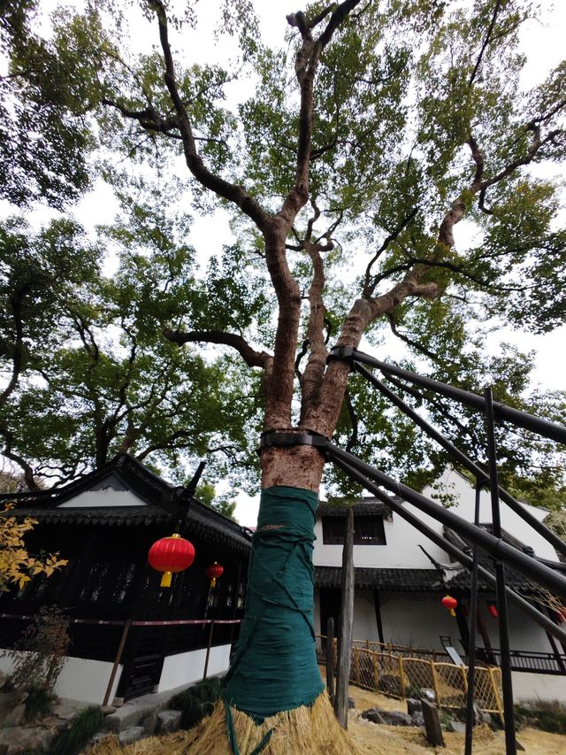醉白池臘梅開了