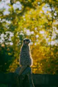 London Zoo is a great place to visit