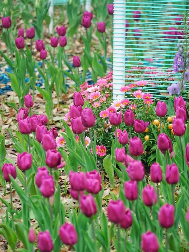 福州沙灘公園鬱金香花海美如油畫