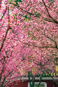 成都｜今日實拍！望江樓公園的梅花已經開爆啦