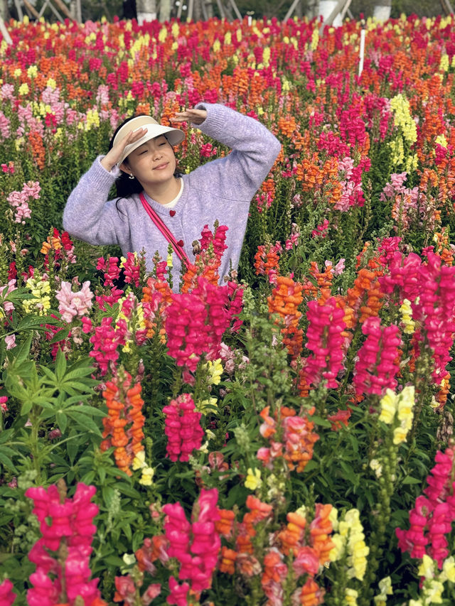 珠海春日最美寫照走進莫奈筆下金魚草花海