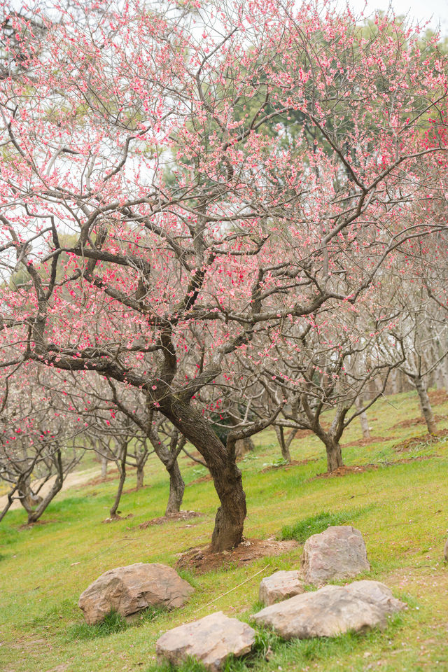 南京梅花山 | 雨水時節，暗香浮動嘅早春儀式感