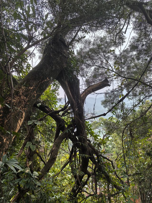 春來尋夢石竹山
