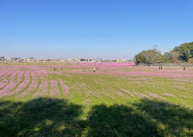 邂逅花海，沉醉春光