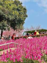 成都植物園！！花又開爆了