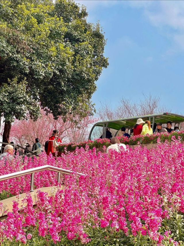 成都植物園！！花又開爆了