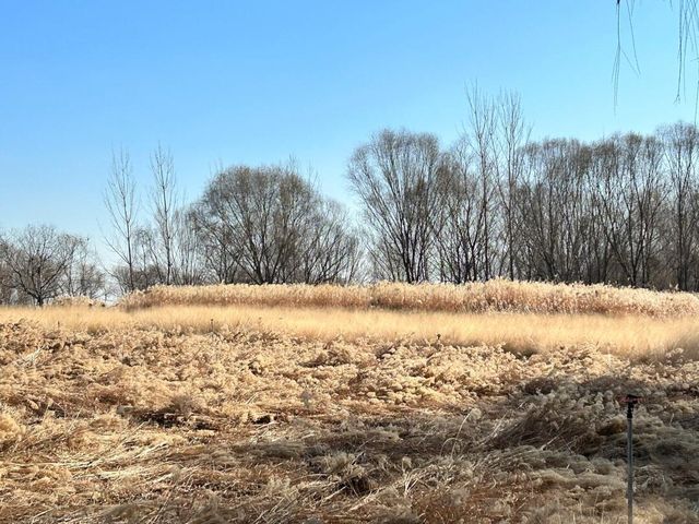 微山湖紅荷濕地公園