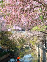 2025 蘇州玉蘭花賞花，3 月限定頂流，錯過再等一年