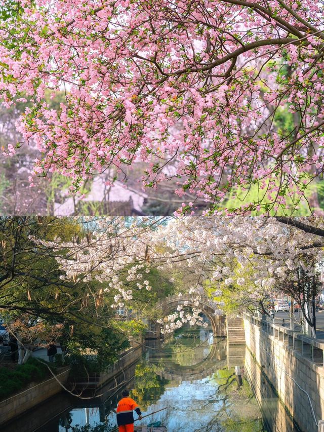 2025 蘇州玉蘭花賞花，3 月限定頂流，錯過再等一年