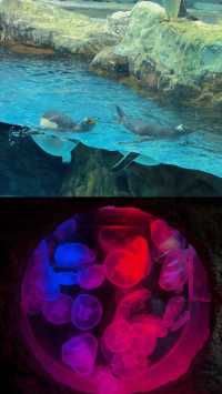 趁現在 快去看看沒被污染的可愛海洋生物們吧