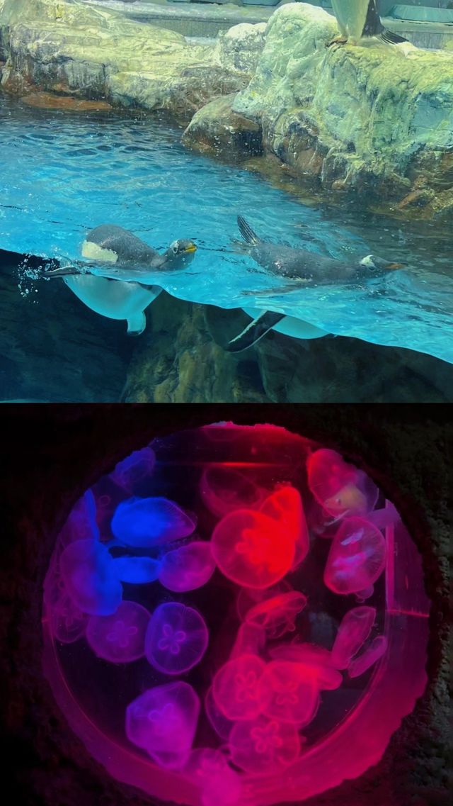 趁現在 快去看看沒被污染的可愛海洋生物們吧